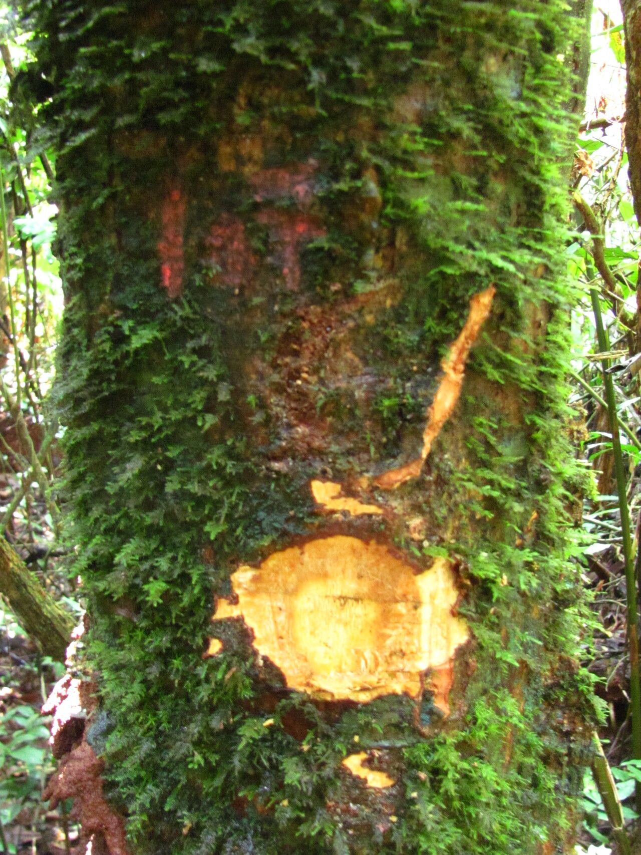 Zanthoxylum rubescens bark