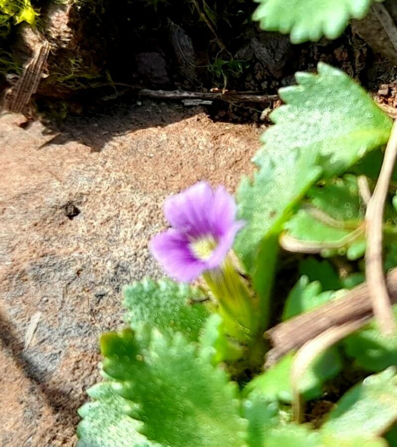 Stemodia verticillata flower