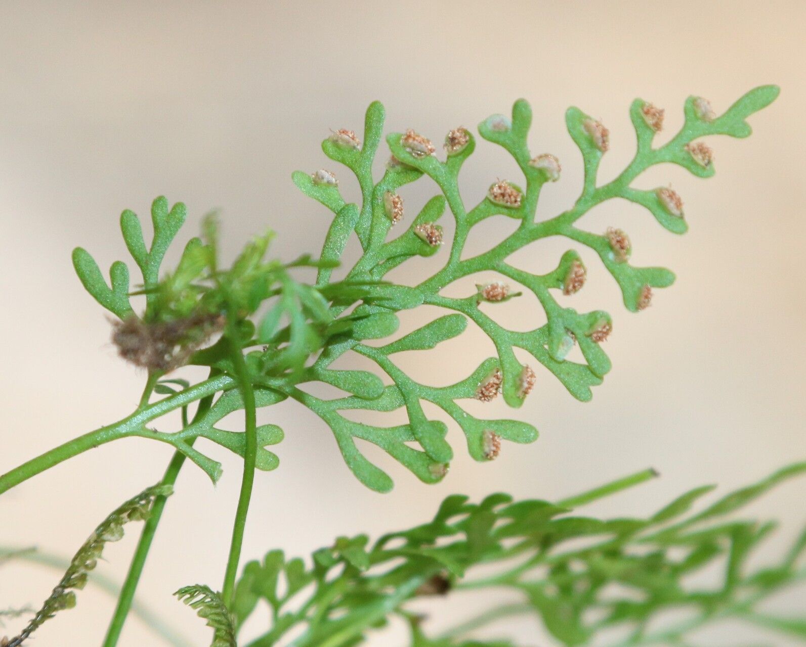 Asplenium mannii — houseplant care guide