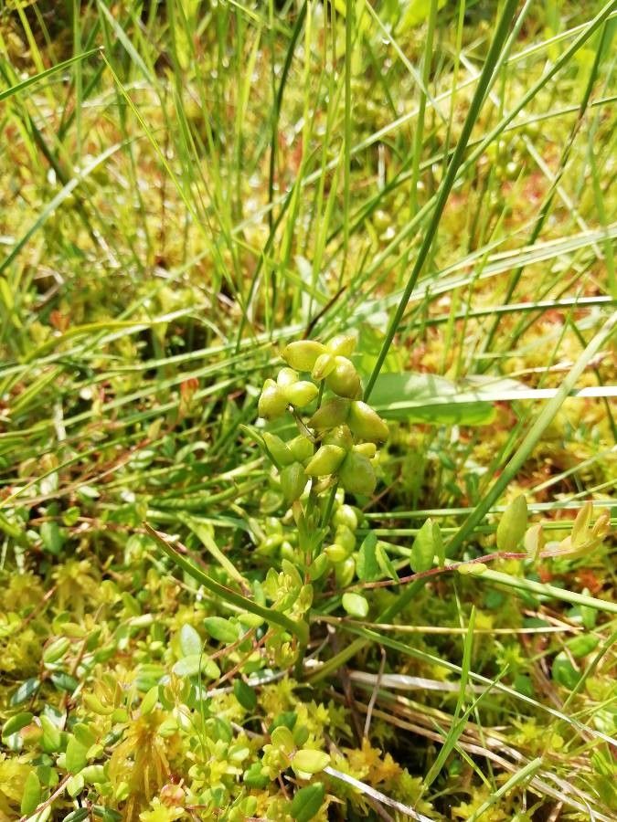 Scheuchzeria palustris fruit