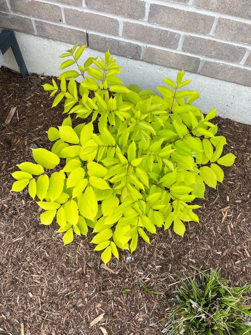 Aralia cordata habit