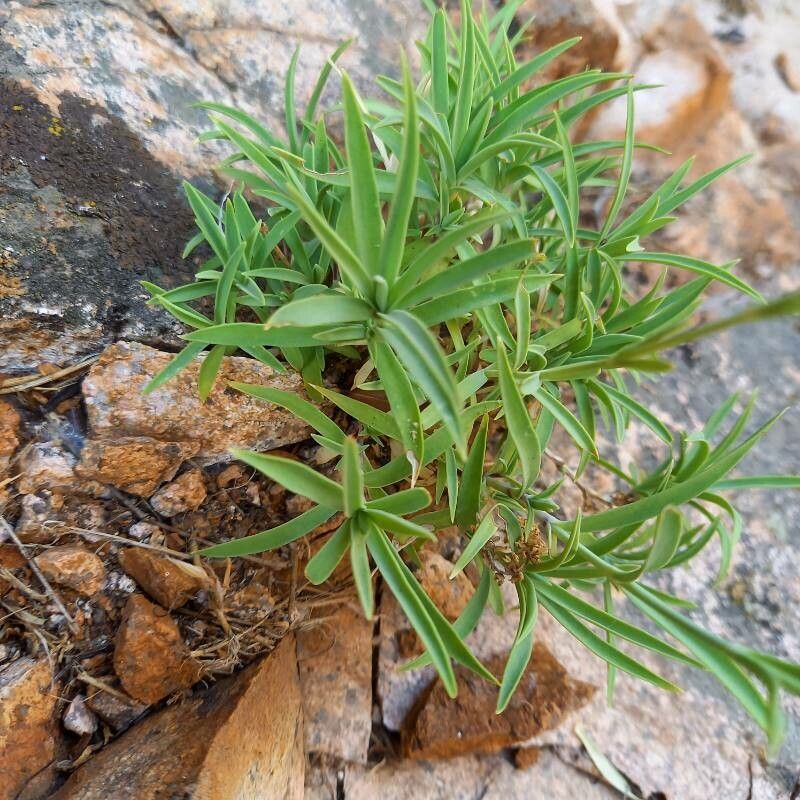 Dianthus gyspergerae — houseplant care guide