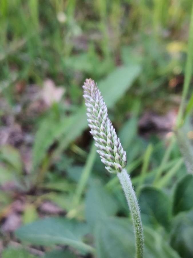 Plantago media fruit