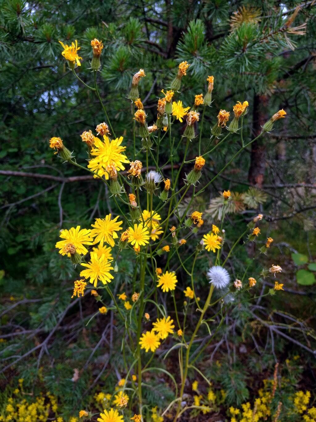 Crepis biennis flower