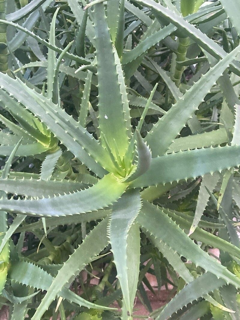 Aloe kedongensis — houseplant care guide