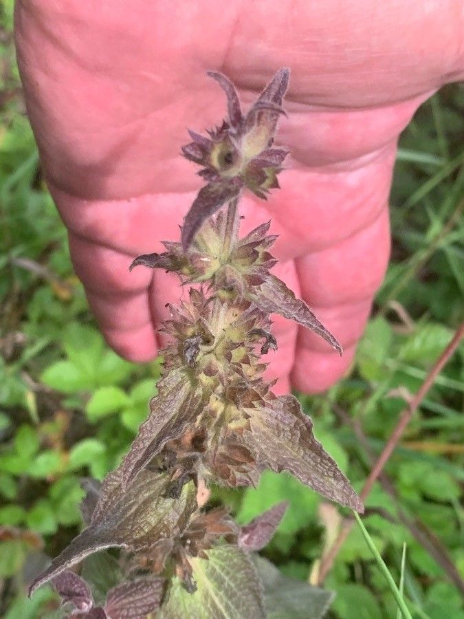 Stachys alpina fruit