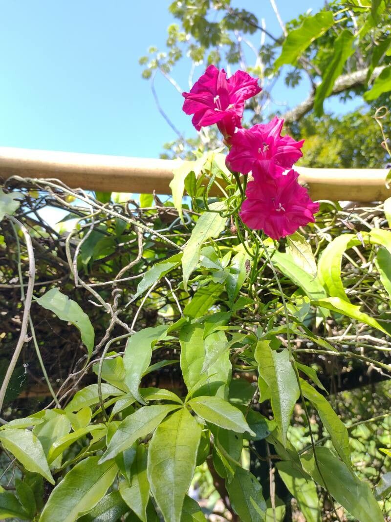 Ipomoea horsfalliae leaf
