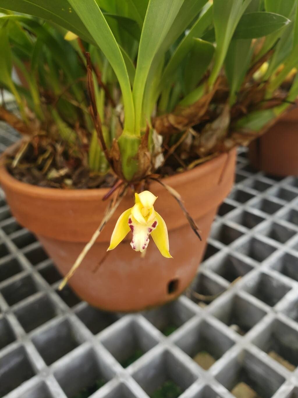 Maxillaria chrysantha flower