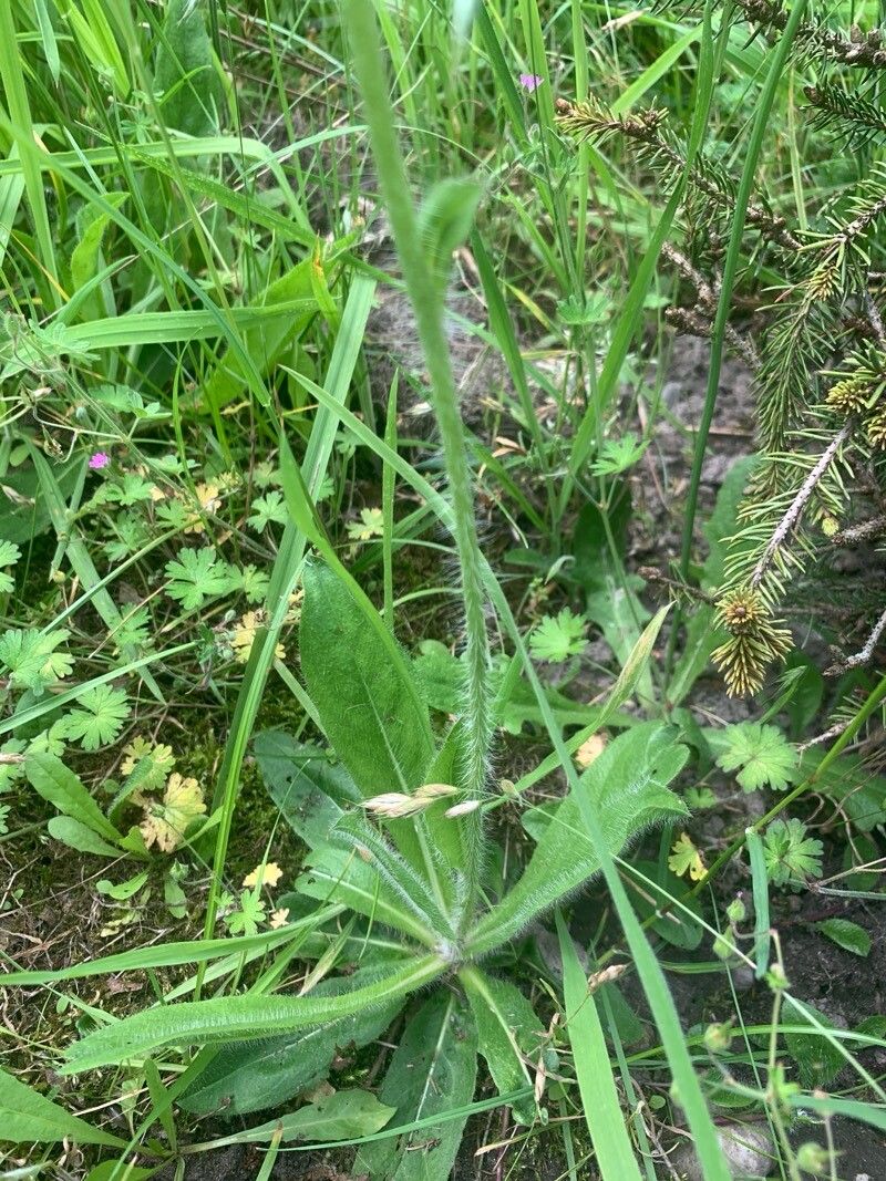 Pilosella guthnikiana bark