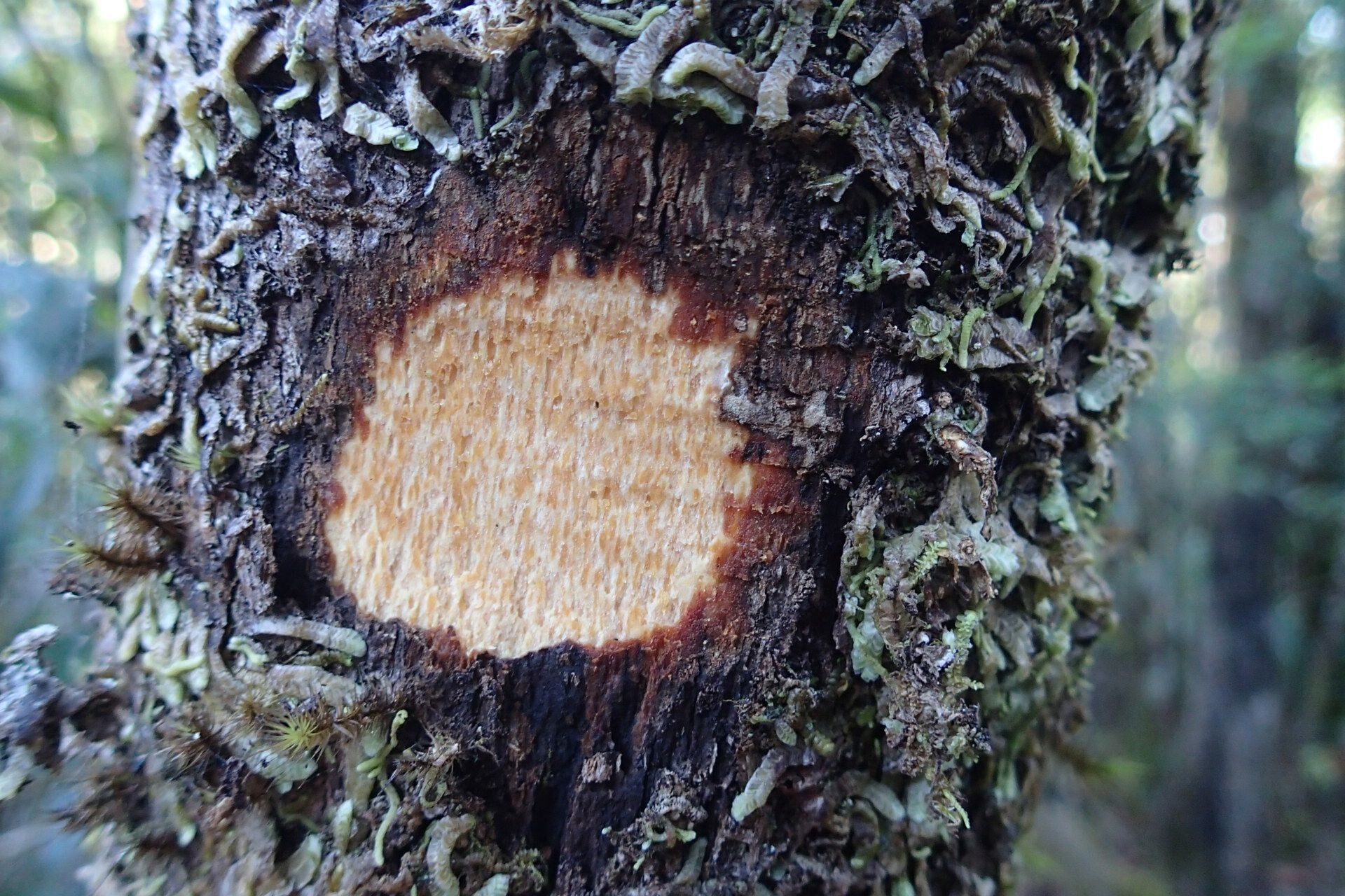 Osmanthus cymosus bark