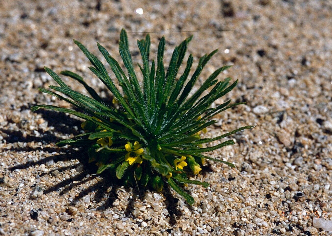 Viola polypoda — houseplant care guide