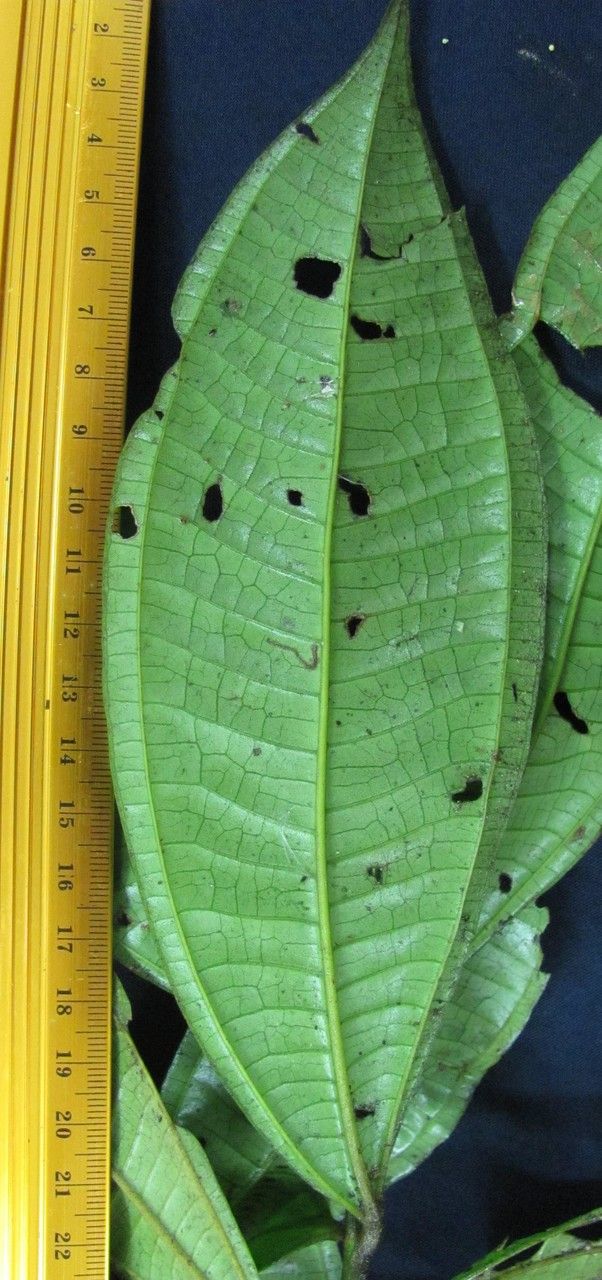 Miconia triplinervis — houseplant care guide