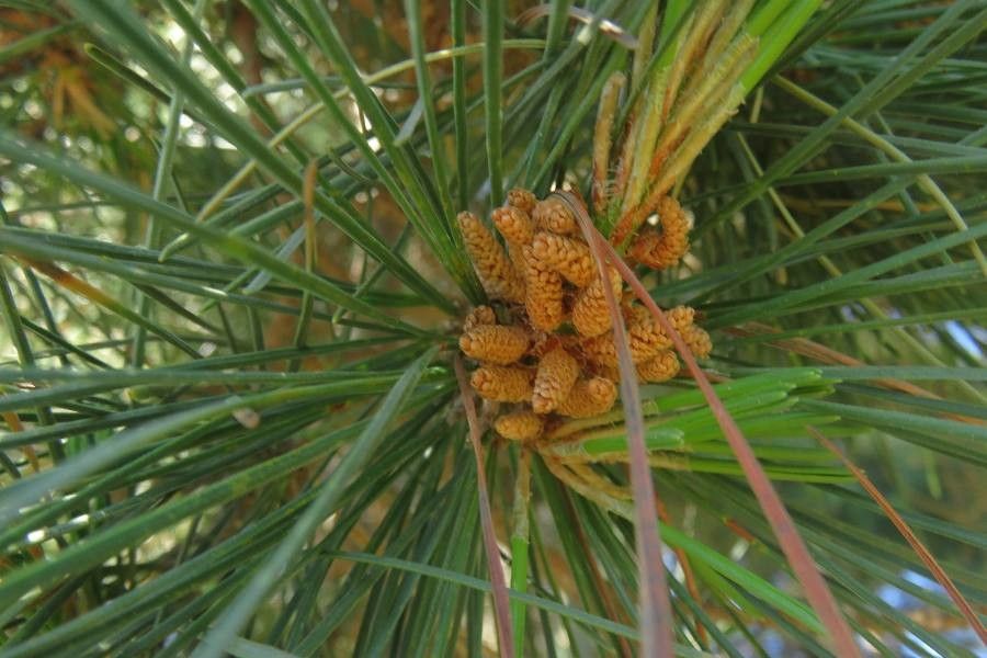 Pinus radiata flower