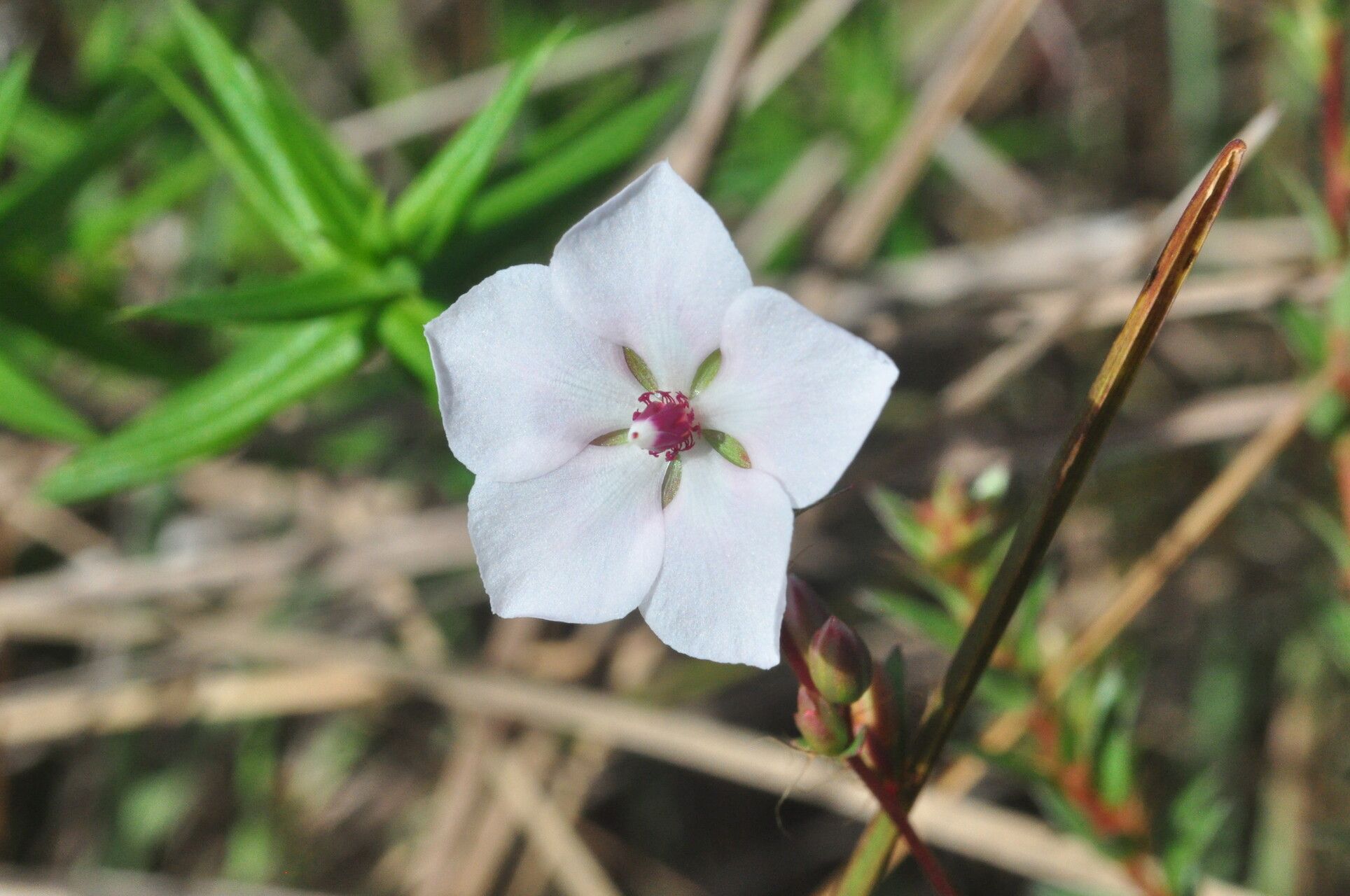 Sauvagesia sprengelii flower