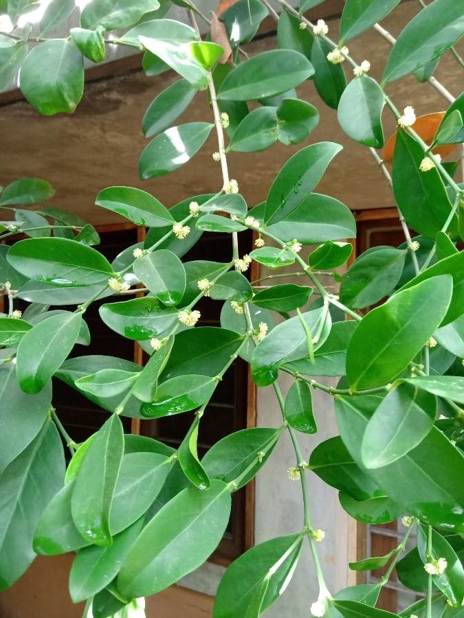 Suregada multiflora flower