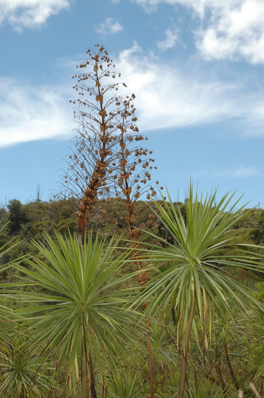 Wilkesia gymnoxiphium fruit