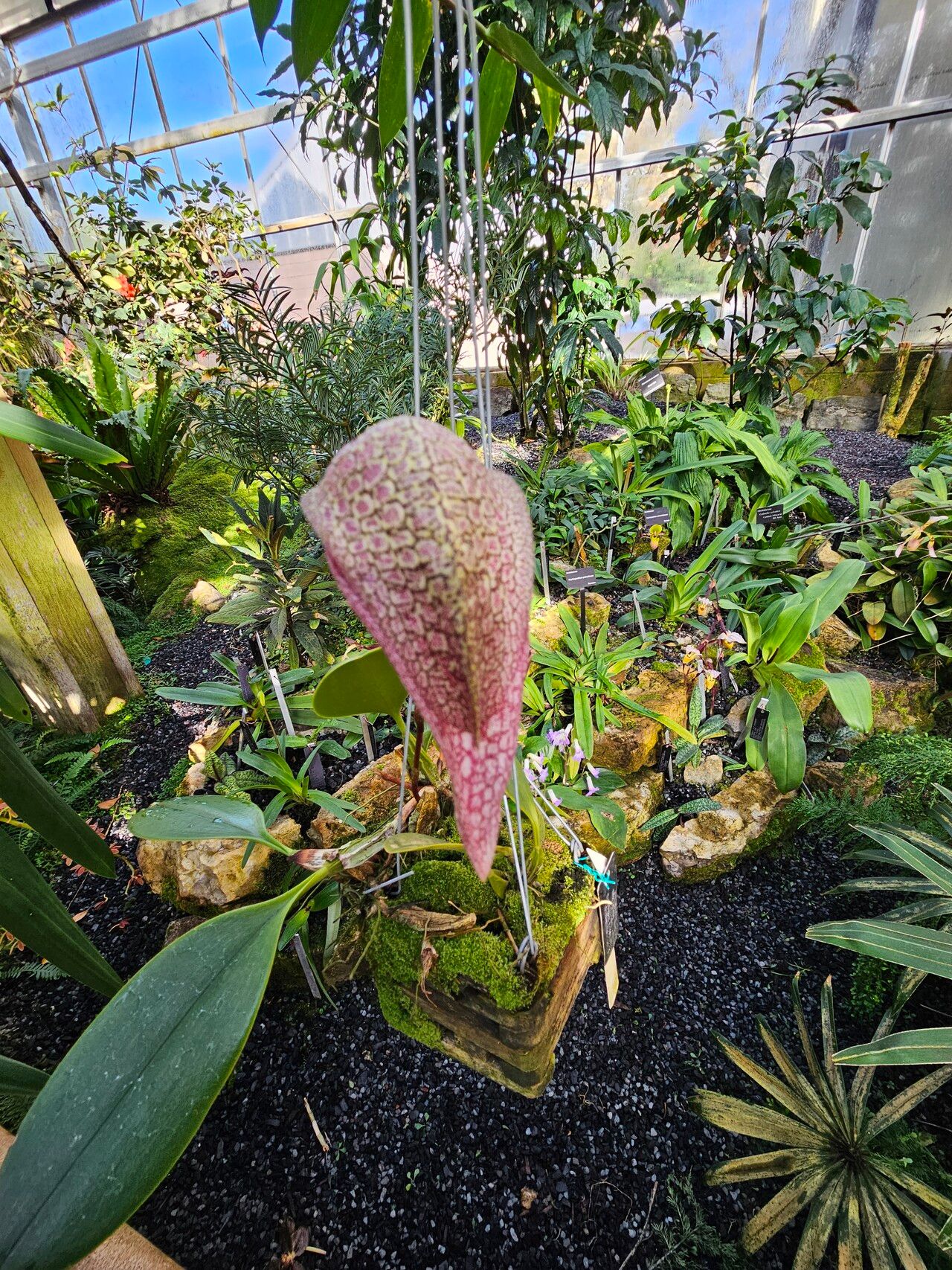 Bulbophyllum arfakianum flower