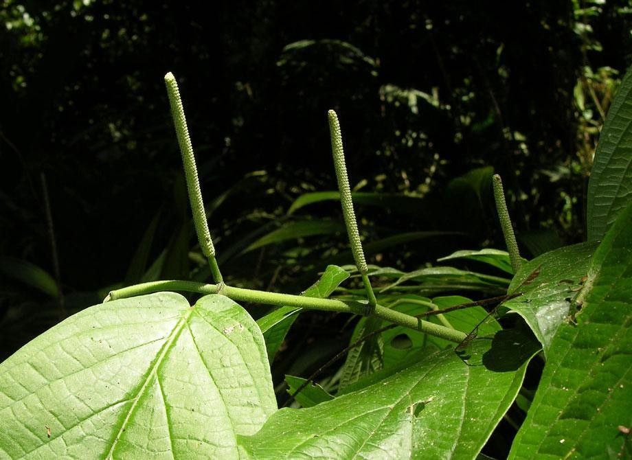 Piper peracuminatum other