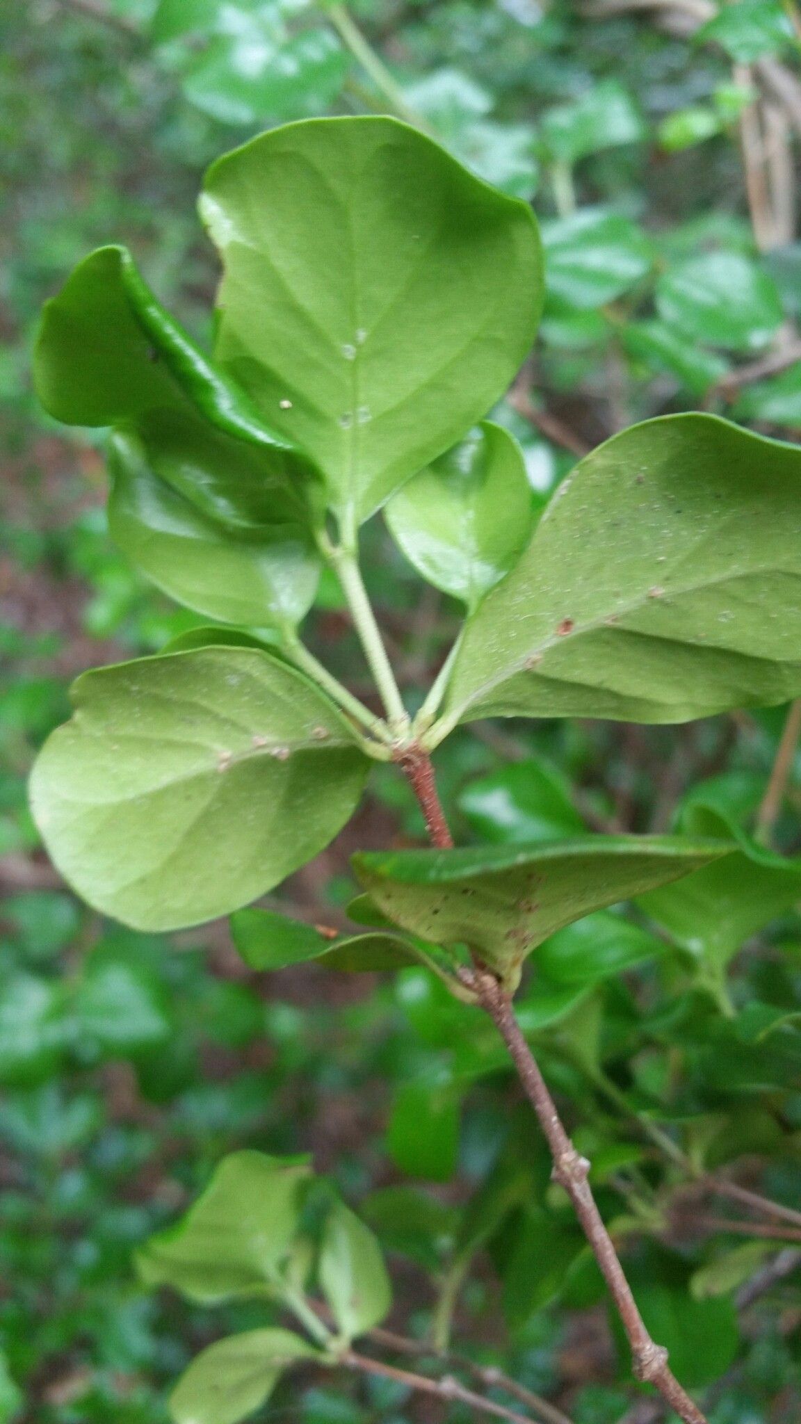 Coffea mcphersonii — houseplant care guide