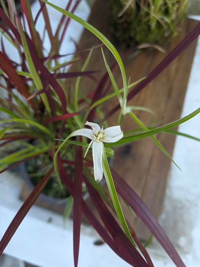 Rhynchospora colorata flower