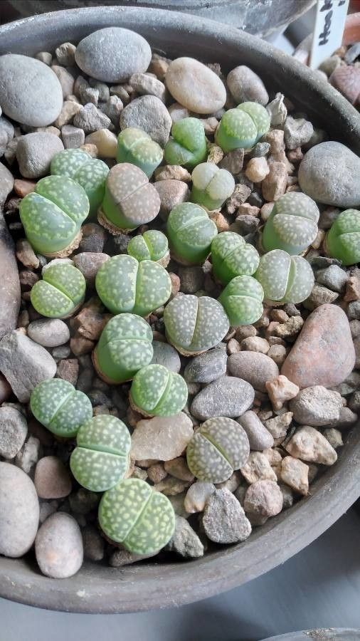 Lithops julii leaf