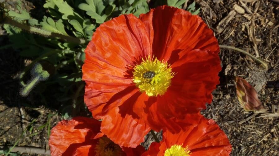 Papaver alpinum flower