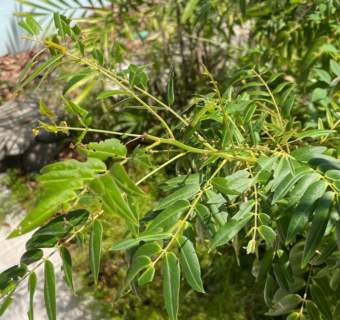 Senna ligustrina — search result for 'Senna'