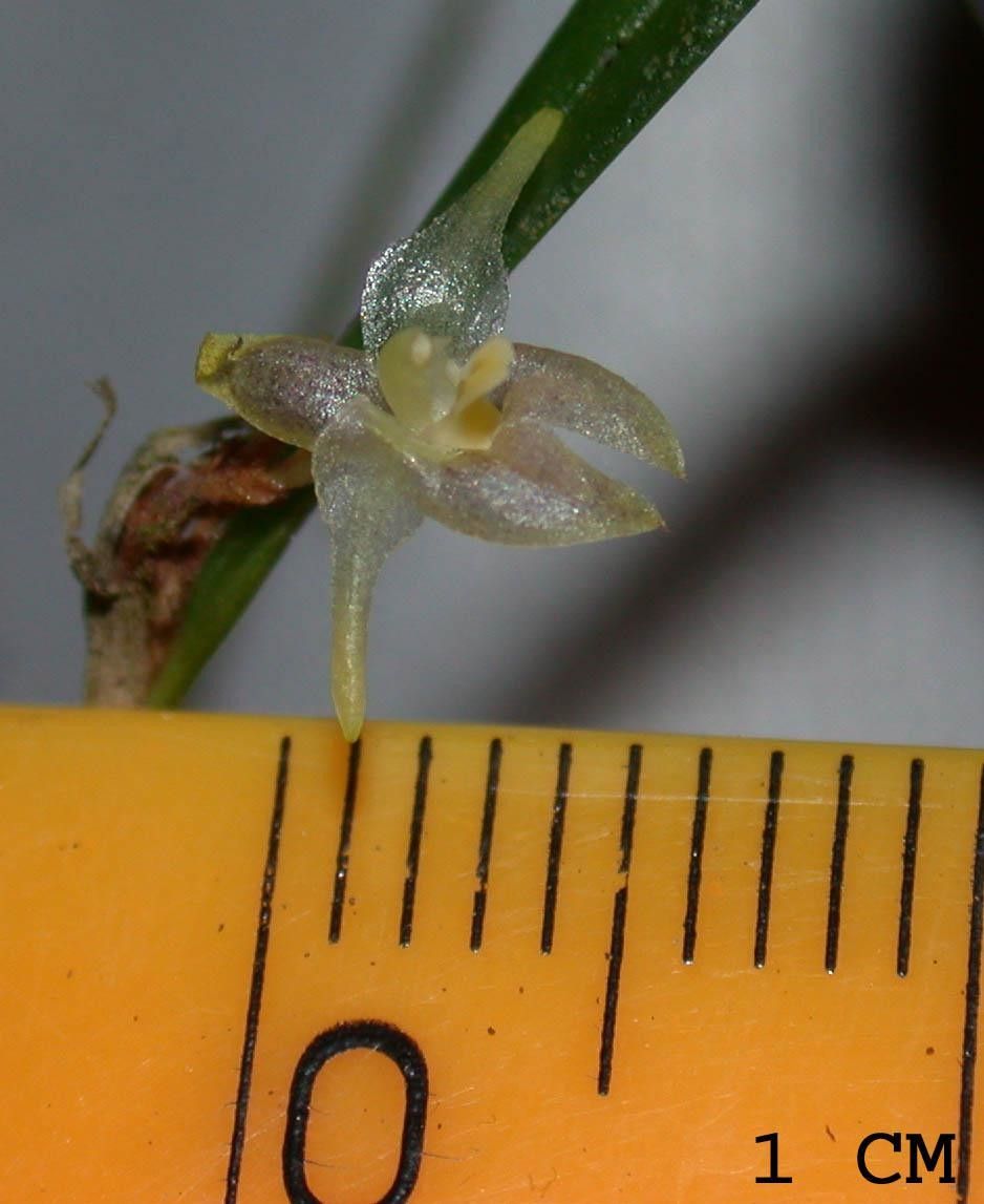 Myoxanthus sotoanus other