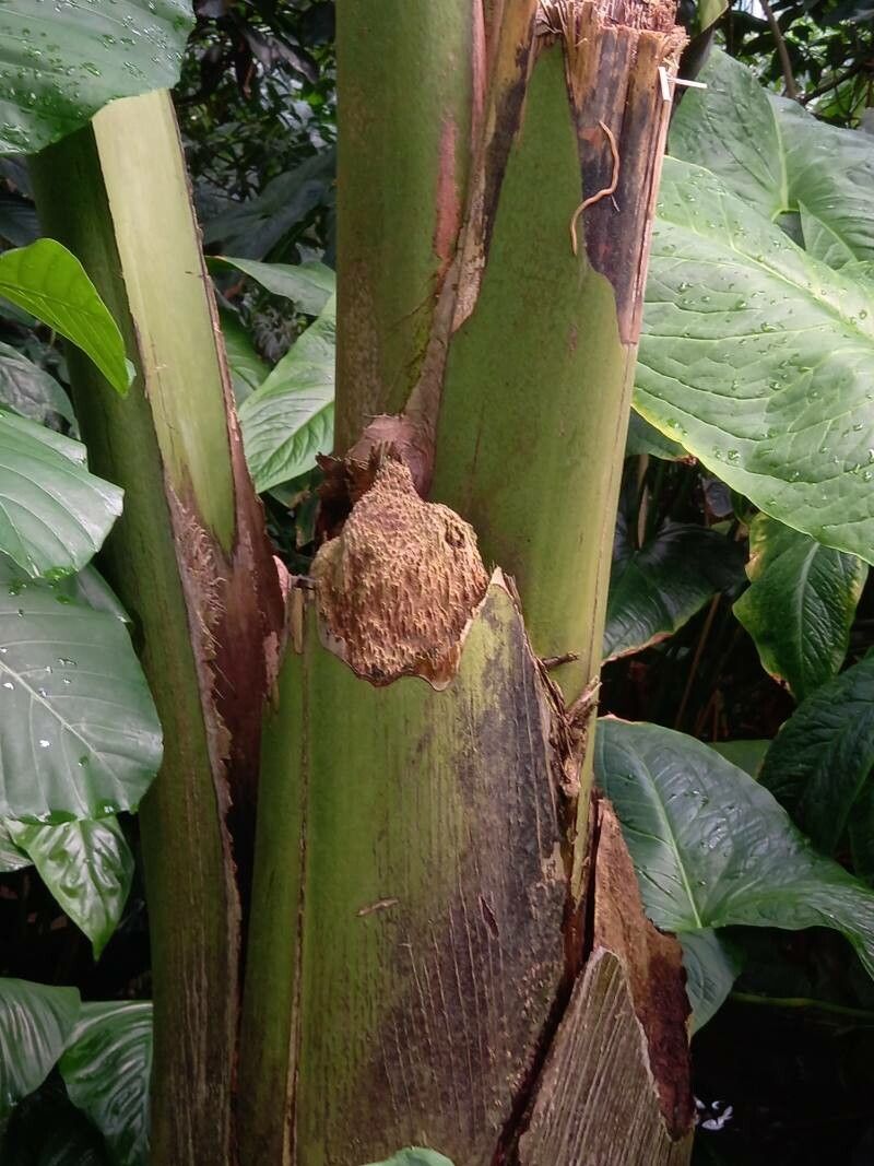 Lodoicea maldivica bark