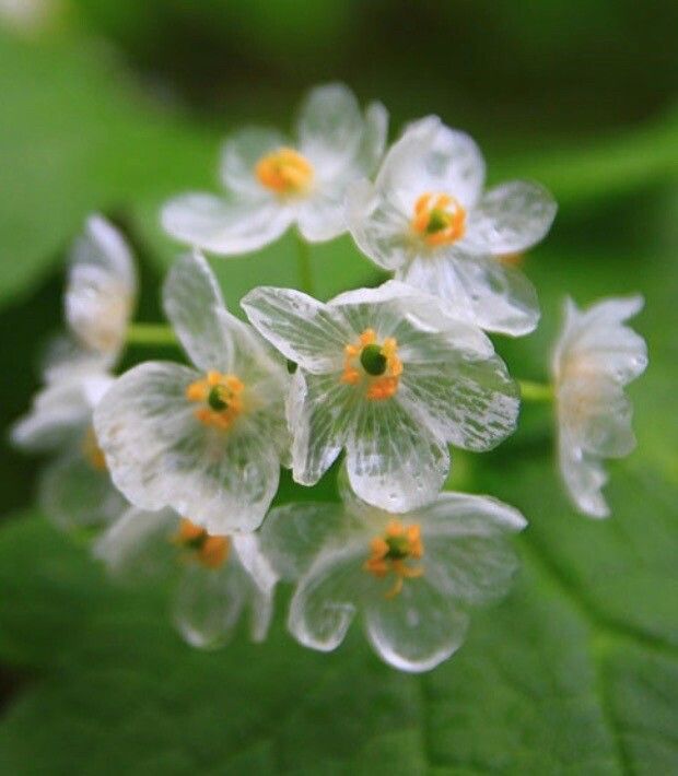 Diphylleia grayi — full shade houseplant
