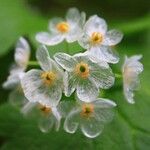 Diphylleia grayi
