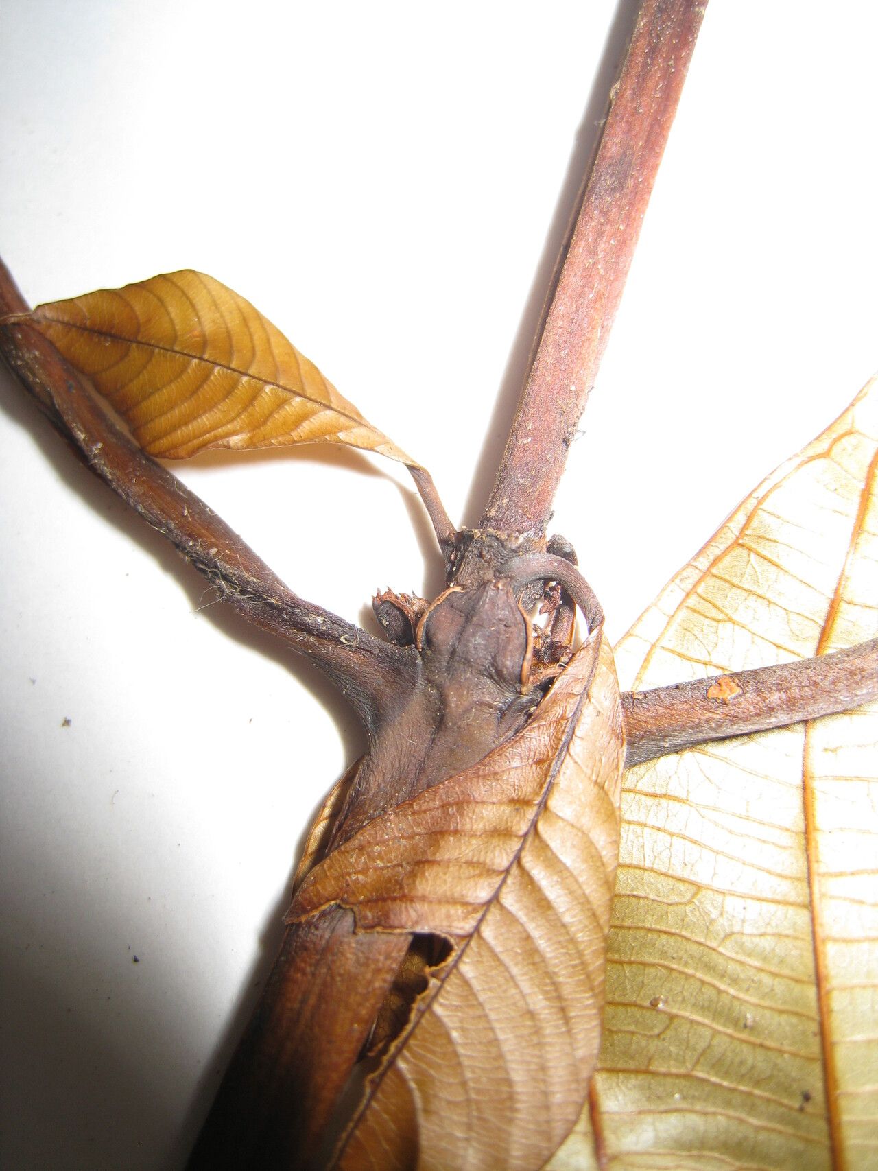 Palicourea corymbifera — houseplant care guide