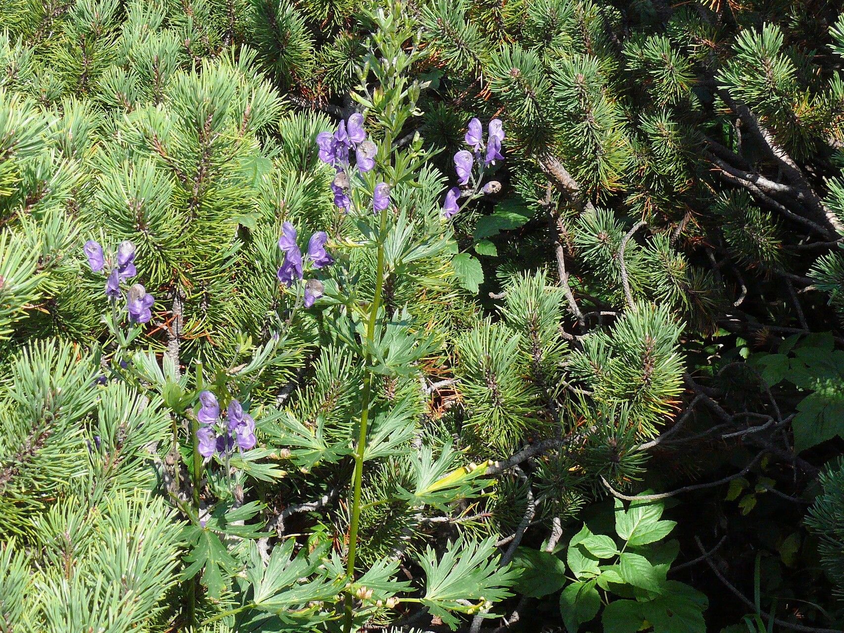 Aconitum firmum flower