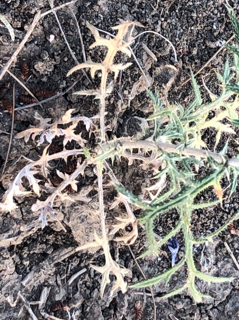 Echinops strigosus — search result for 'Echinops'