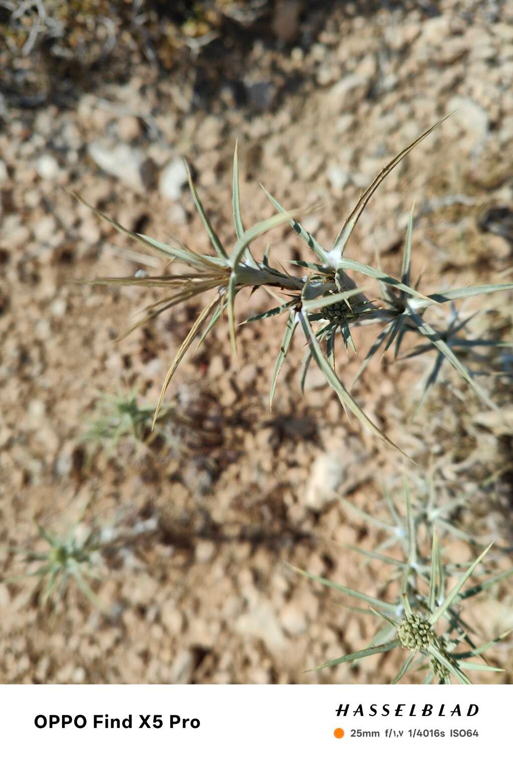 Eryngium glaciale leaf