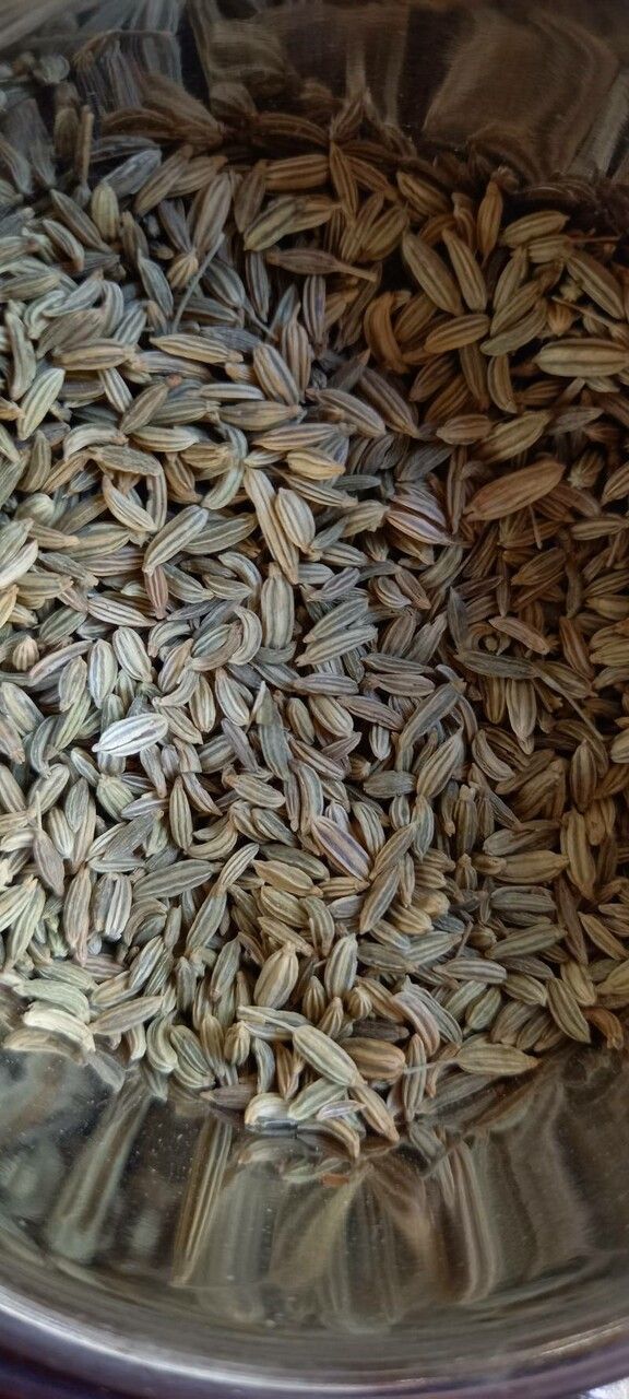 Pimpinella anisum fruit