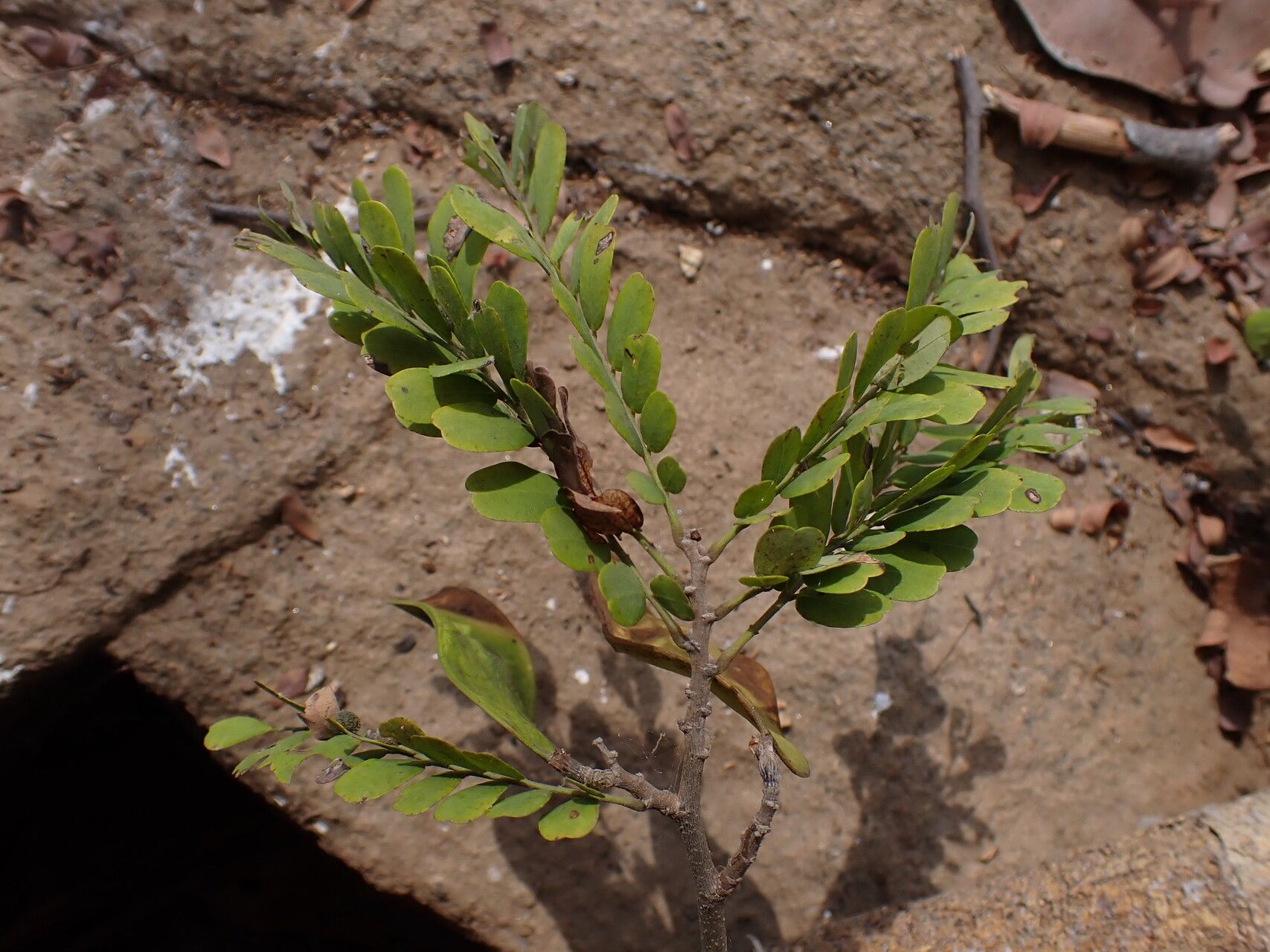 Dalbergia afzeliana habit