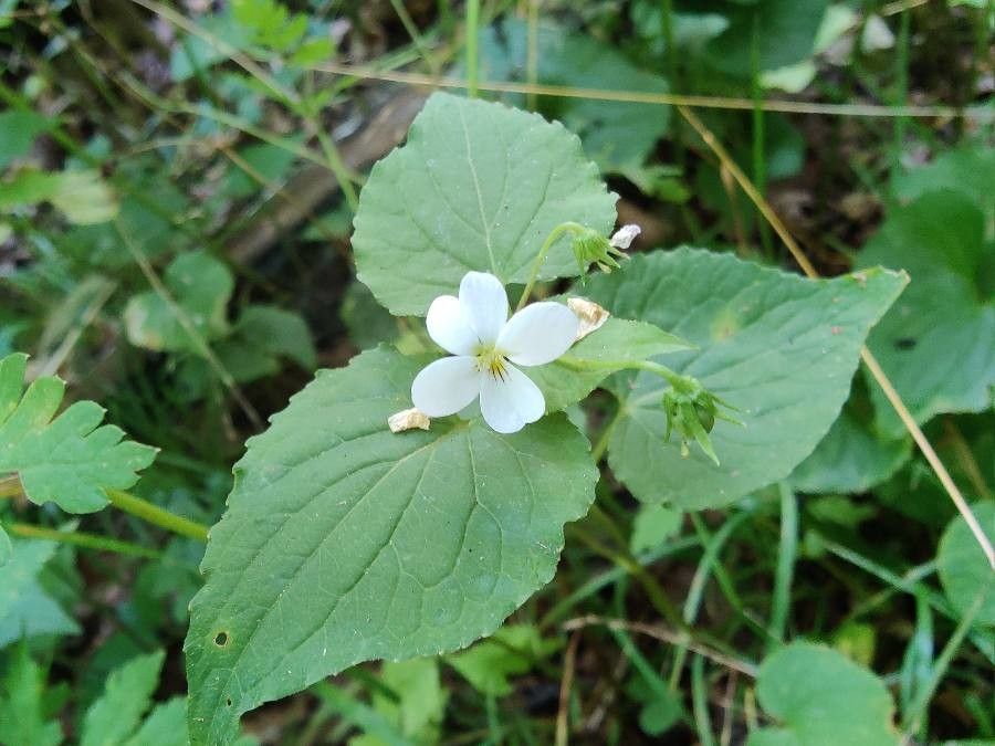 Viola canadensis habit