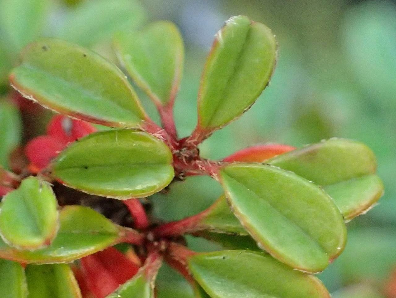Cotoneaster congestus habit