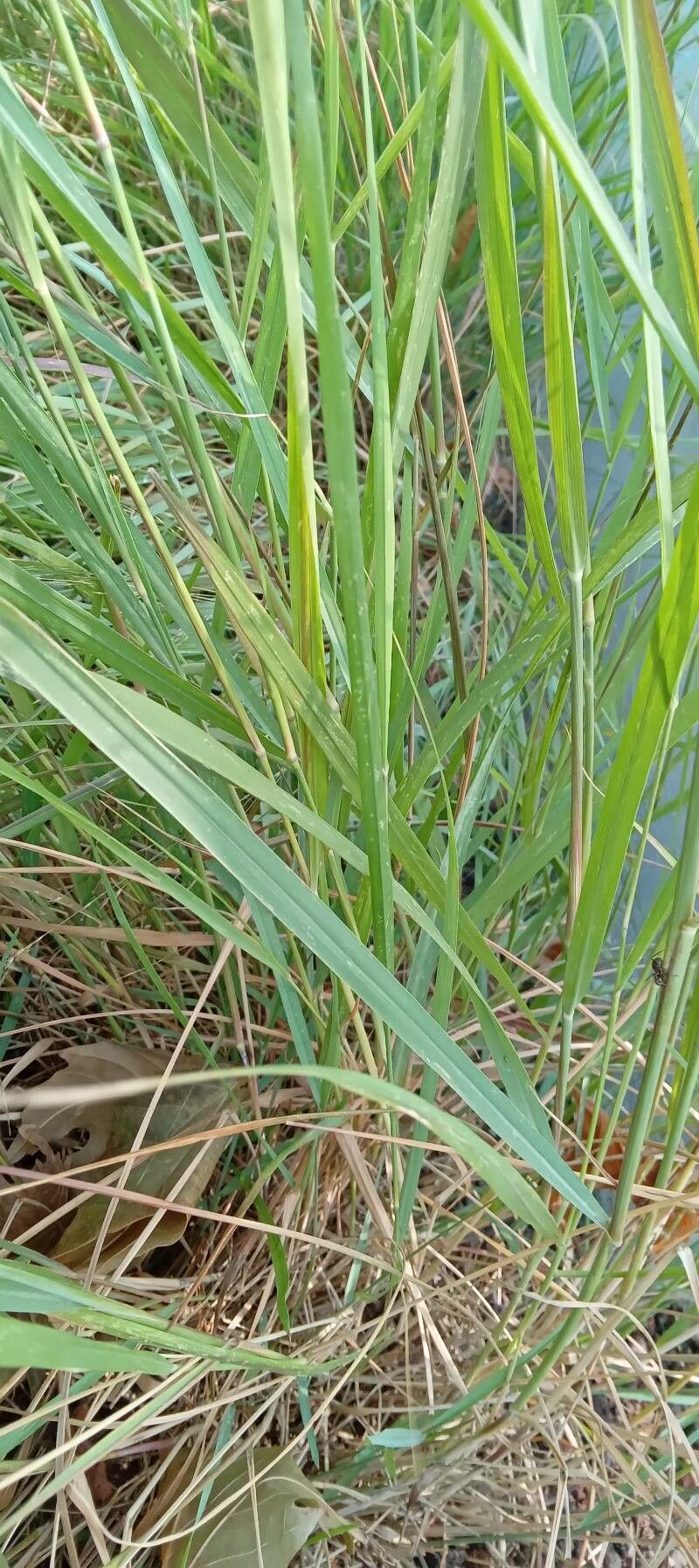 Panicum virgatum