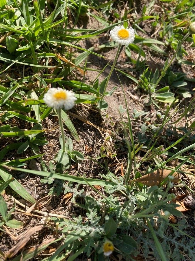 Erigeron pubescens flower
