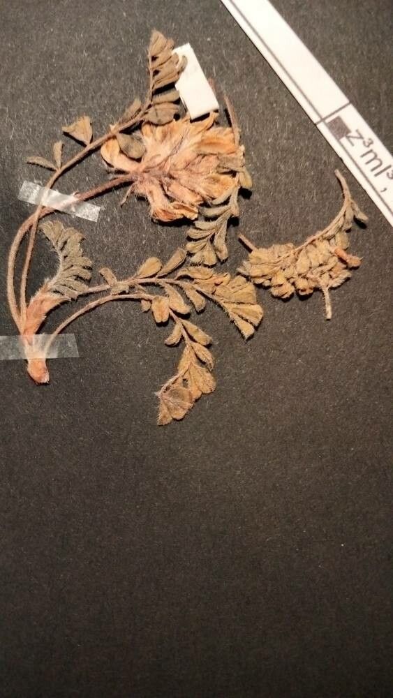 Astragalus hirsutus — houseplant care guide