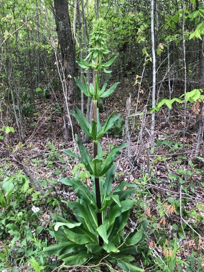 Frasera caroliniensis — related species from the same genus