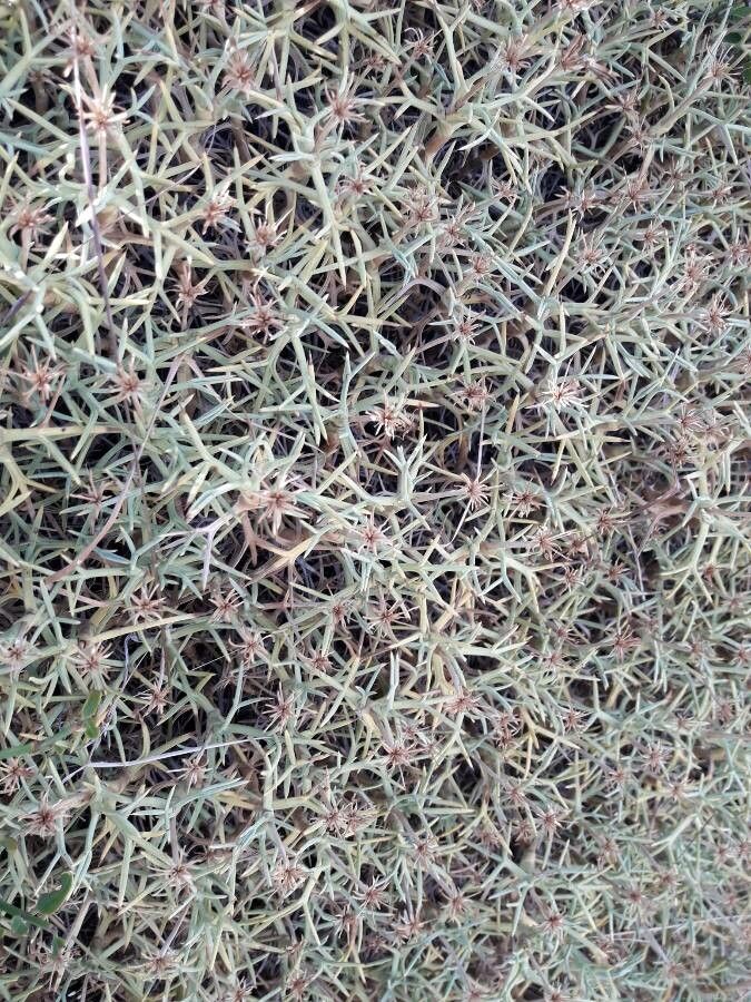 Mulinum spinosum — houseplant care guide