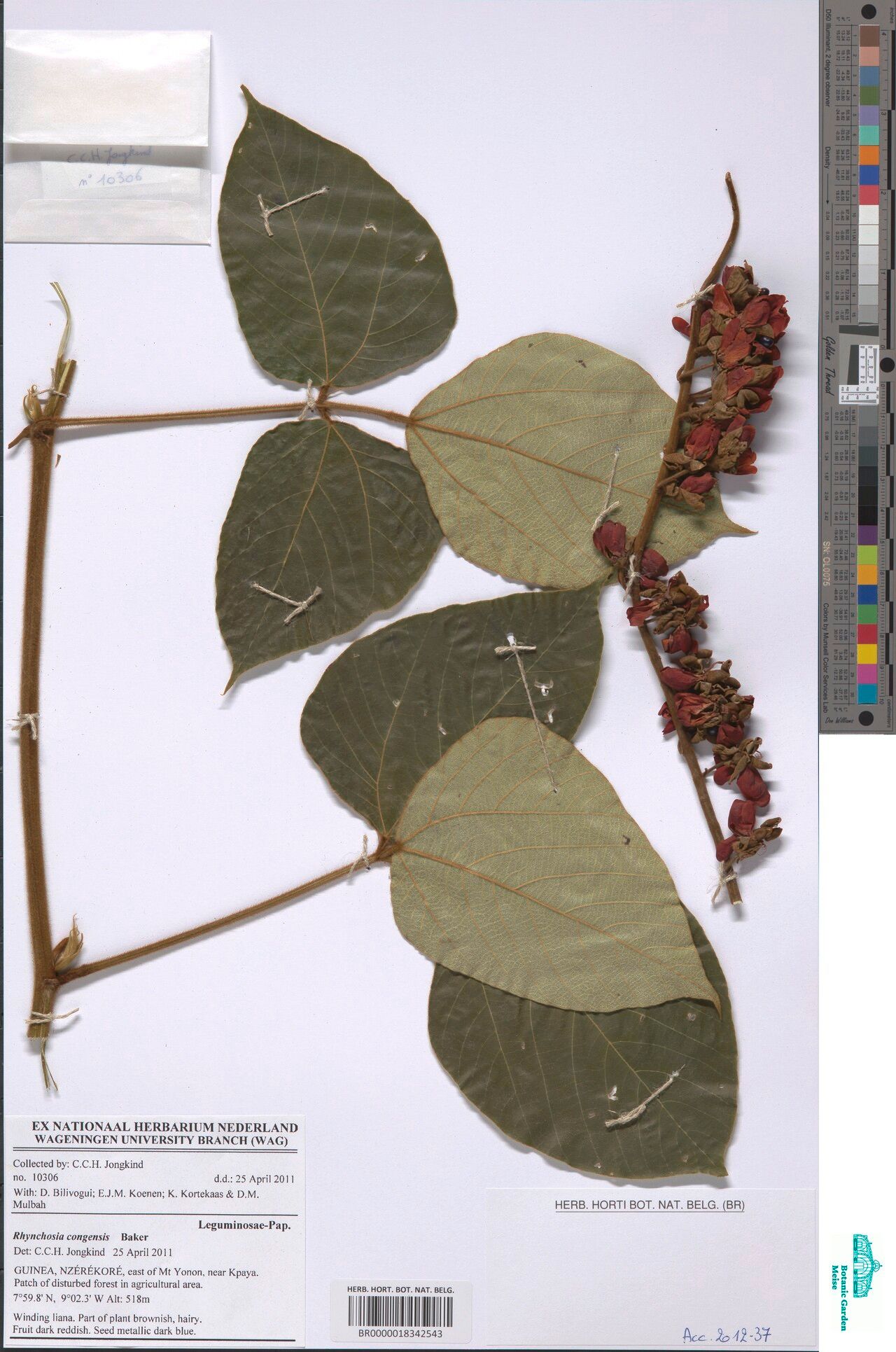 Rhynchosia congensis — houseplant care guide