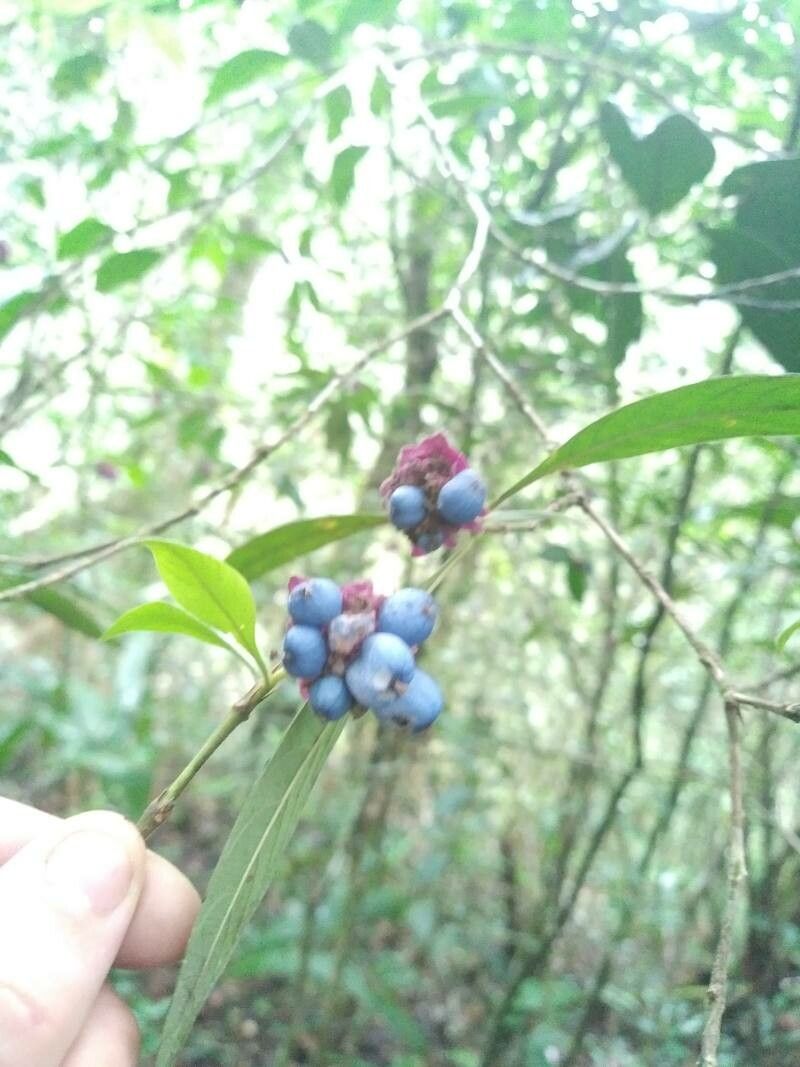 Palicourea bracteocardia fruit