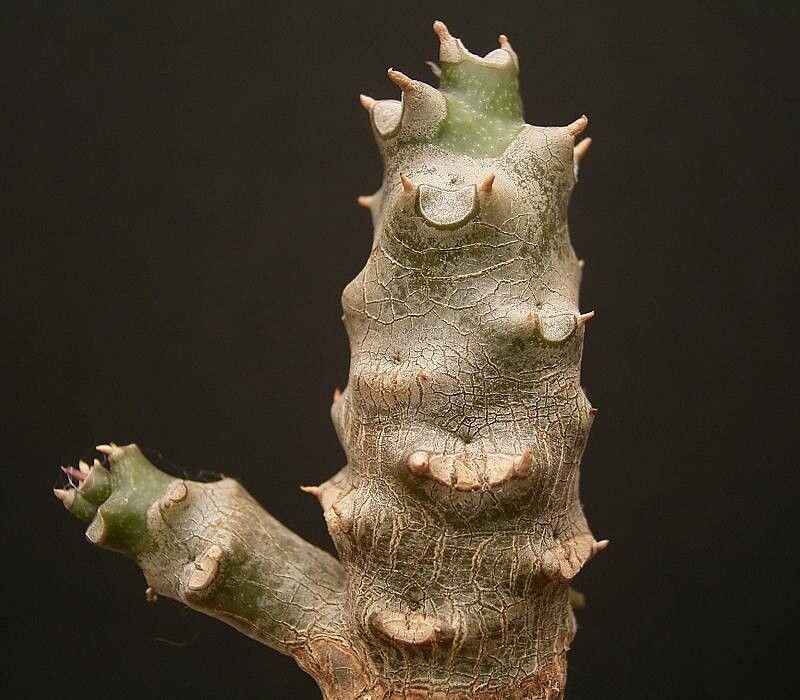 Euphorbia herman-schwartzii — houseplant care guide