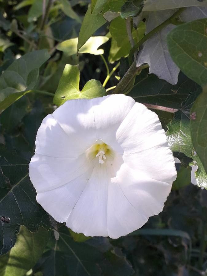 Convolvulus sepium flower