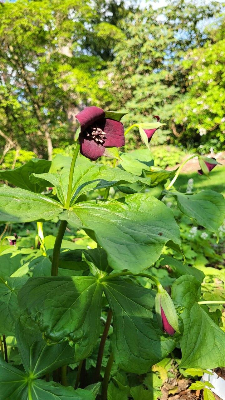 Trillium sulcatum flower
