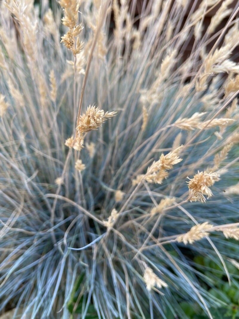 Festuca glauca fruit